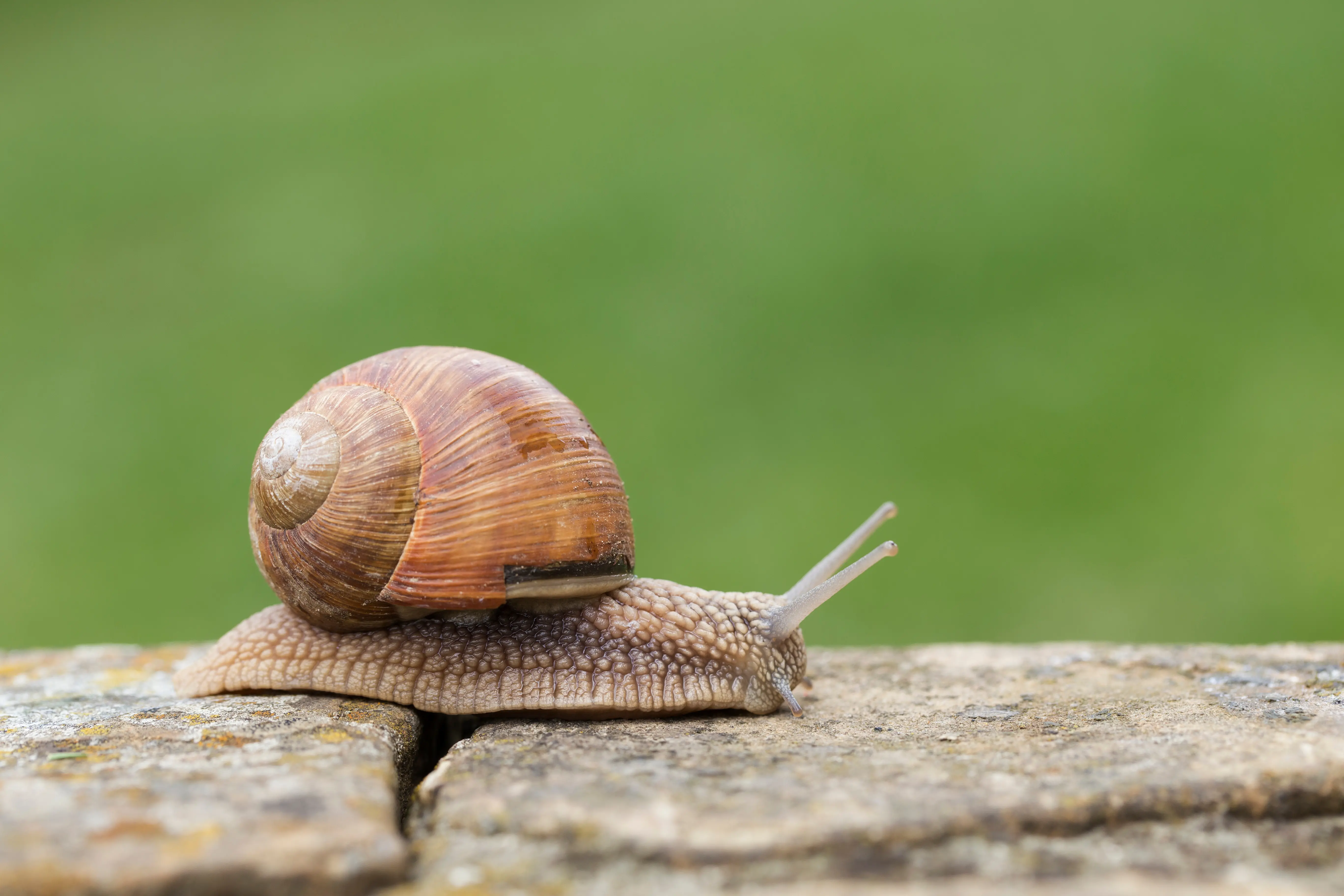 The secret world of slug love rituals and mating habits