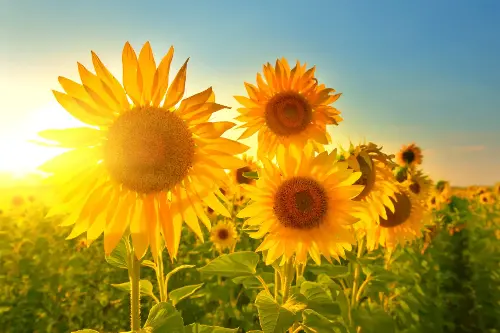 Sunflower Wonders: Explore the Captivating Beauty and Fascinating Facts About These Radiant Blooms