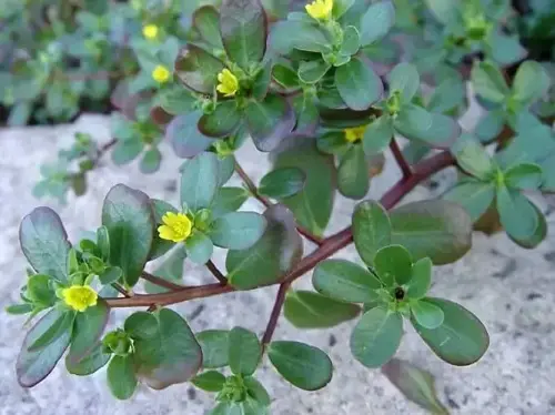 Top 5 types of vegetables that grow everywhere and are used as medicine by traditional medicine practitioners - Photo 1.