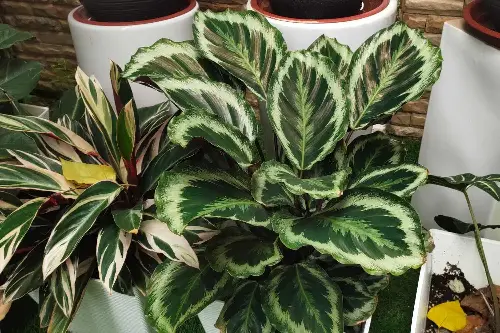 calathea
