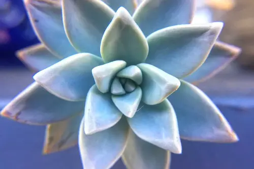 graptopetalum
