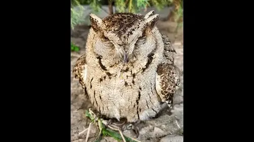 Wildbuzz | Escape from the eagle’s clutches
