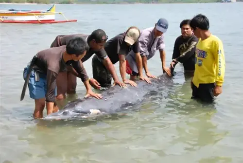 Latest PH Marine Mammal Stranding Hotspots and&nbsp;Species Stranding Status Entail Urgent LGU Response
