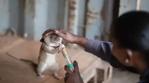 Giant Rats Trained to Sniff Out Illegally Trafficked Wildlife