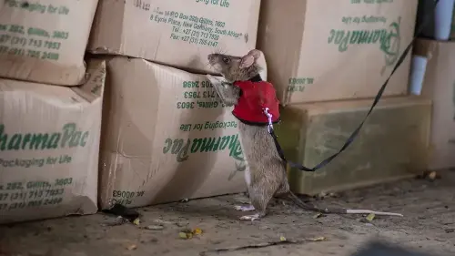 Giant Rats Trained to Sniff Out Illegally Trafficked Wildlife