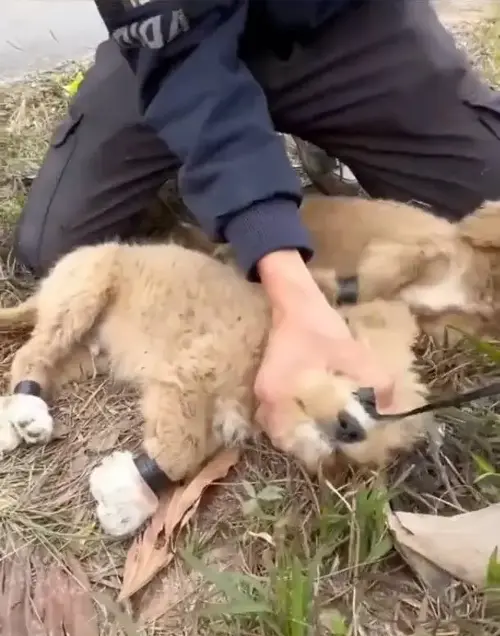 Pero golden Retriever atado y abandonado en carretera. Foto: Especial.