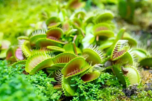 dionaea