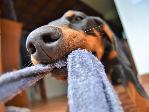 Perro muerde el calcetín de su dueño / Foto Getty