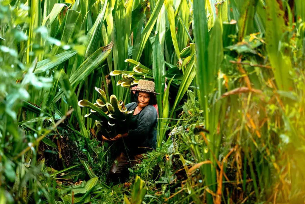 Plant, Vegetation, Leaf, bakong plant
