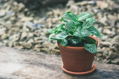 fittonia