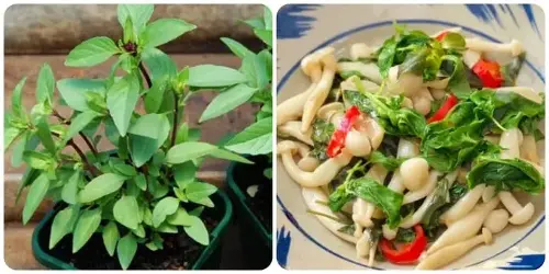 Eating basil regularly is very good for your health.