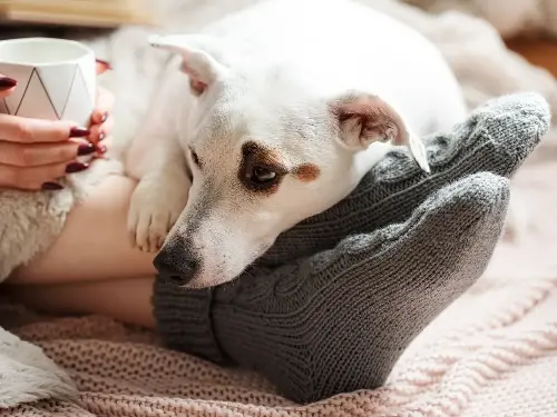 Perro sobre los calcetínes sucios de su amo/ Foto Getty