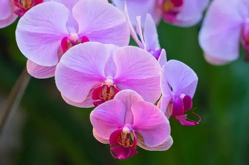 orchidea falena (Phalaenopsis)
